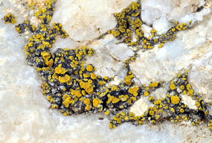 Licheni sul muro di casa